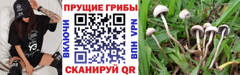 сколько стоит  Сальск  Псилоцибиновые грибы мухоморы 